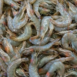Gamba blanca fresca